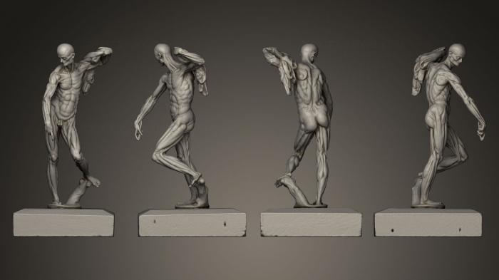 Anatomy of skeletons and skulls (ANTM_0003) 3D model for CNC machine